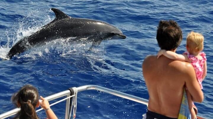 www.angeltourenmallorca.de Ausflug zu Delfinen von Porto Cristo