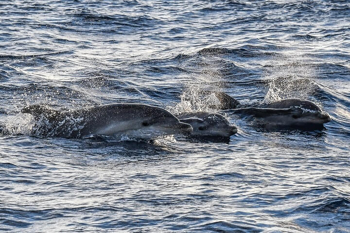 www.pescaturismomallorca.com excursiones en barco en Mallorca con Deianecs